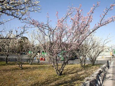 🌳 남부 구릉 공원 (난부큐료코엔) 이미지 2